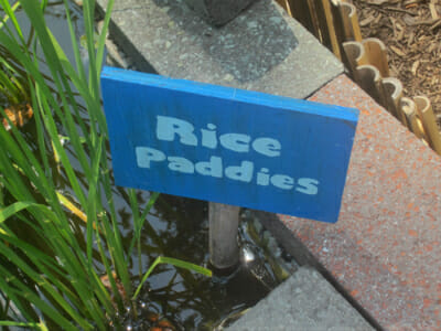 Rice Paddies