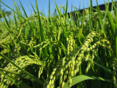 Rice plants in growth