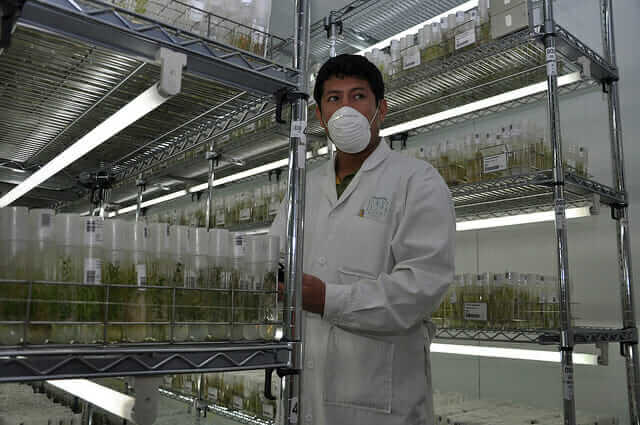 A genebank worker at the International Potato Center. / Cary Fowler/Global Crop Diversity Trust