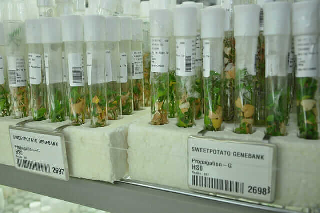 Samples of sweet potatoes in test tubes. / Cary Fowler/Global Crop Diversity Trust