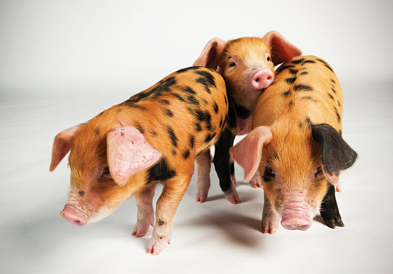 Which Pig: Find Your Next Pig Thing - Modern Farmer