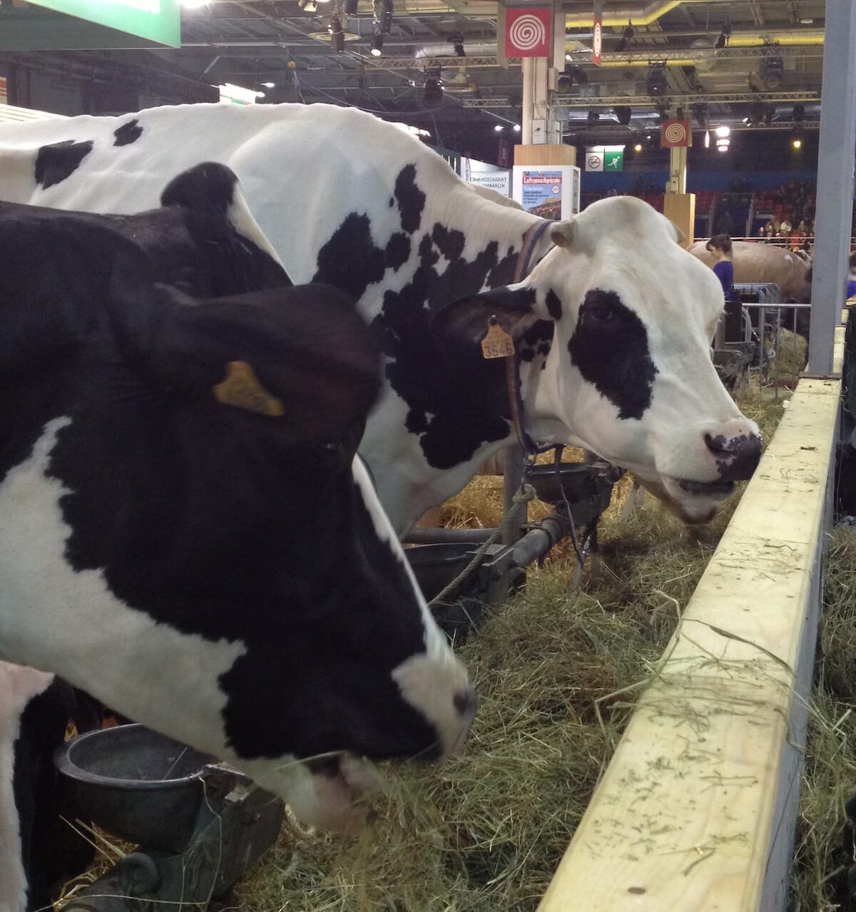 cow-2-Prim'Holstein