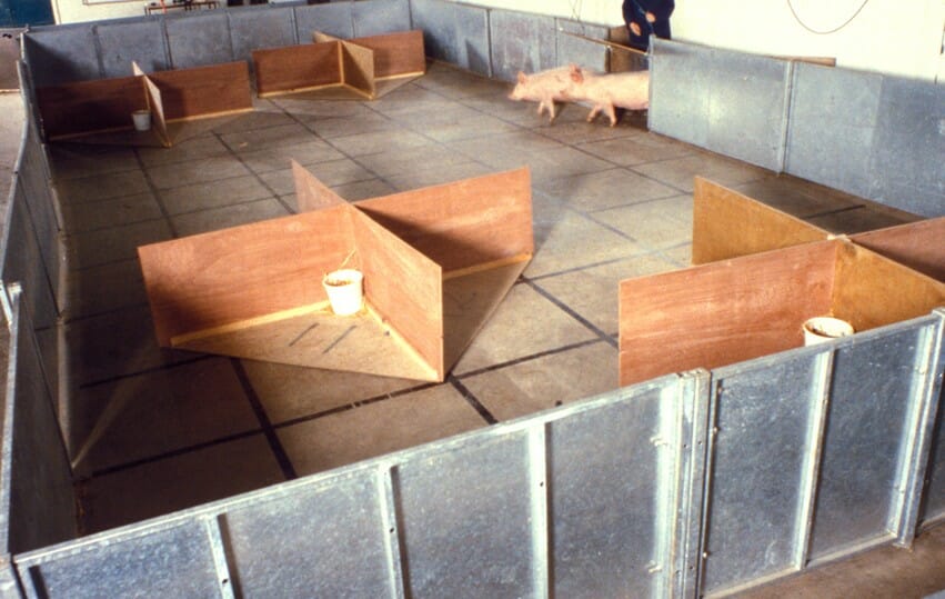 As part of Mike Mendel's research at Bristol University, pigs are tasked with locating food in a series of buckets. / Bristol University