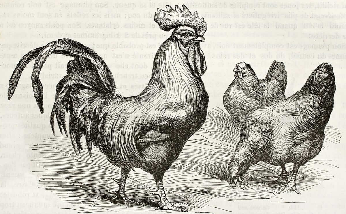 Brahma Chicken - The Livestock Conservancy