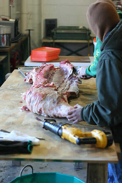 The FFA students butchered four hogs, which were slaughtered and halved the previous evening at a nearby farm.