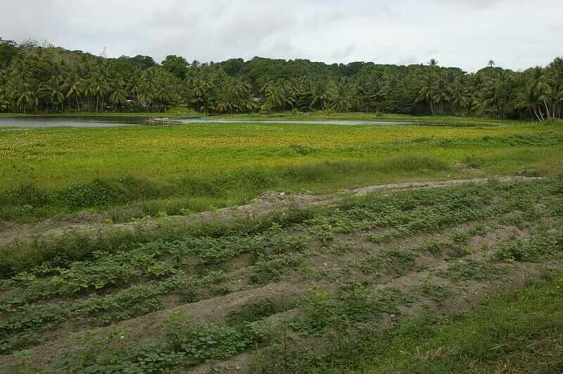 A vegetable patch grows in Buada Lagoon. (Lorrie Graham / CC 2.0)