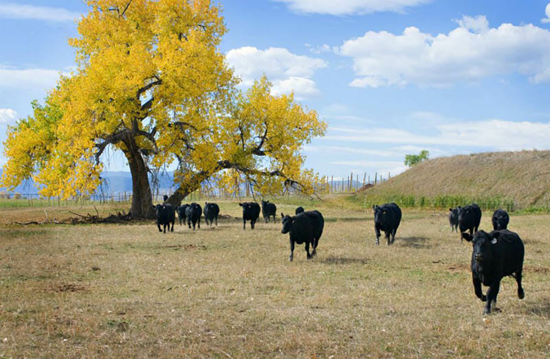 Cows coming in for food at Oskar Blue's Hops and Heifer Farm. Image courtesy of Oskar Blues. 