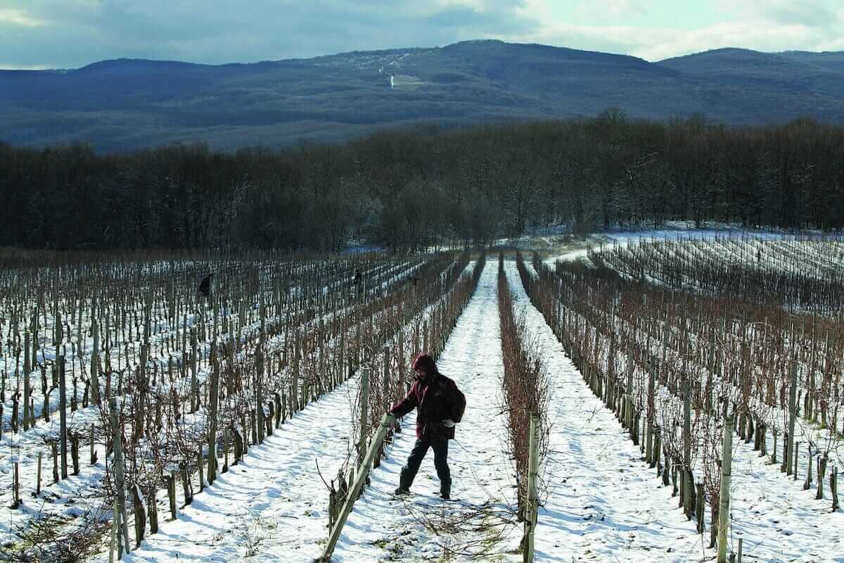 More workers tend to the winery's neat rows.