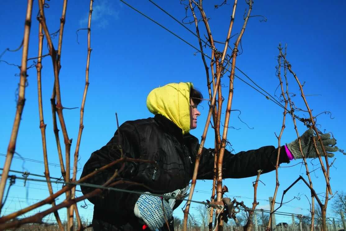 Larisa trims grapevines at the Château. Even though business is booming, uncertain weather can derail wine production.