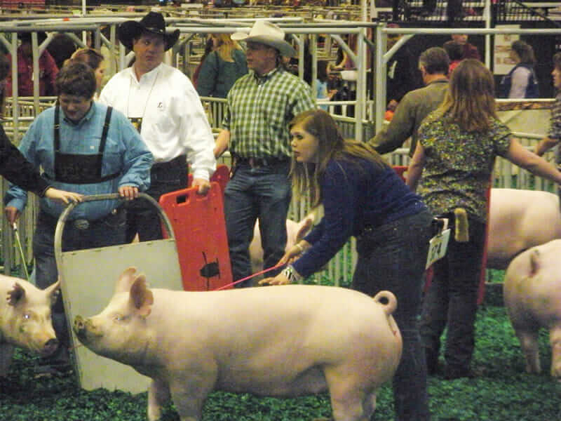 Ashley Pasqua and her pig in the show ring.