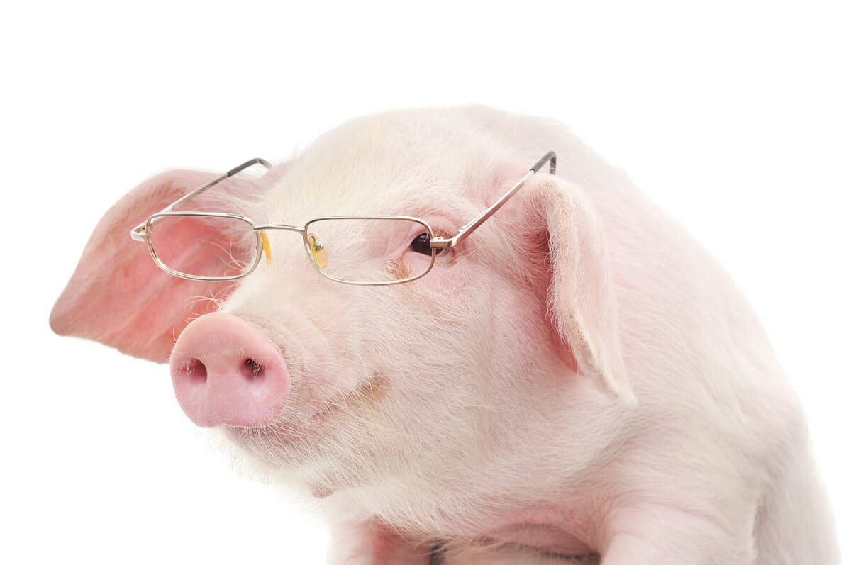 Pigheaded: How Smart are Swine? - Modern Farmer