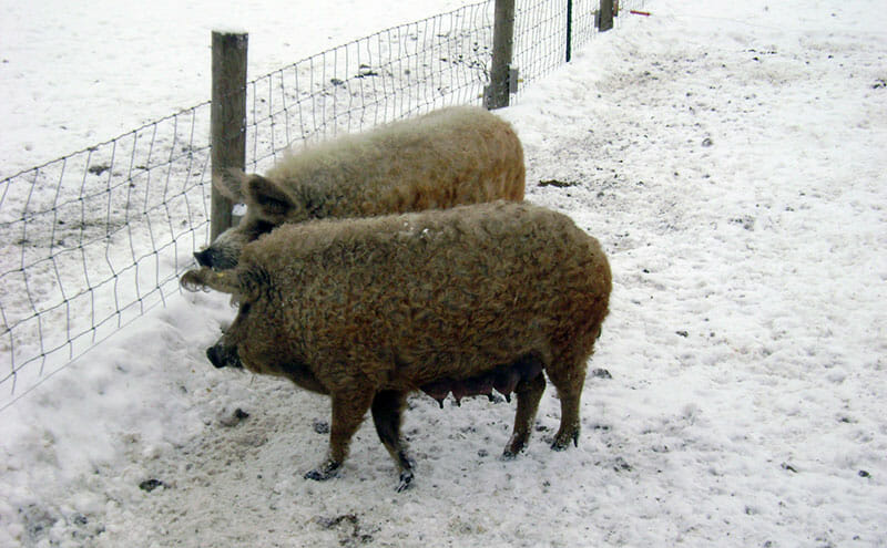 snow-pigs