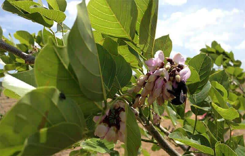 A two-year old pongamia tree flowering in Texas. Images courtesy of Terviva Inc.