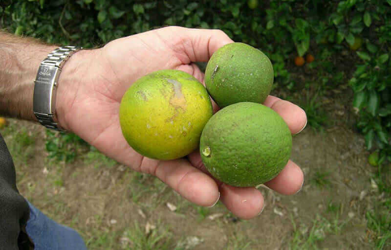 Citrus fruits hit with citrus greening disease or HLB. Image courtesy of South Texas Citrus Alert.