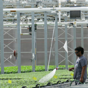 A Medicago employee waters the plants