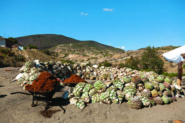 A mound of bagazo, which will be layered on top of the hot rocks to ensure the piñas don't burn.