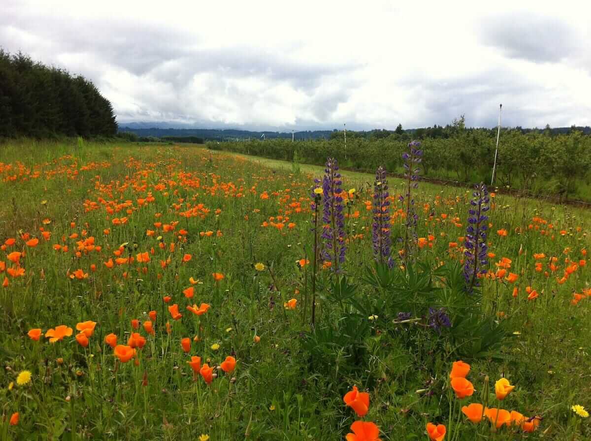 The Xerces Society created a pollinator field border on an Oregon blueberry farm (photo credit: Eric Mader/Xerces Society)