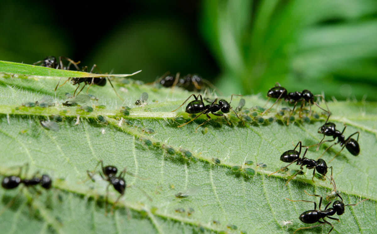 How Ants Figured Out Farming Millions of Years Before Humans - The