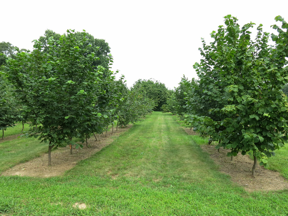 5-year-old hazelnut yield trial at Rutgers.