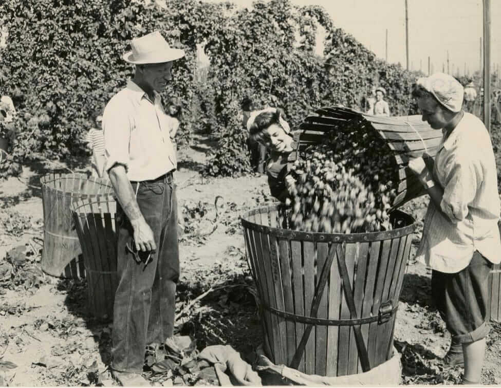 Orren Goff, check boss, watches Janiece Gerhard, 15, and Jorene Johnson, 17, dump a basket of hops into a hopper in preparation for sacking and weighing, 1946. From the Extension and Experiment Station Communications Photograph Collection.