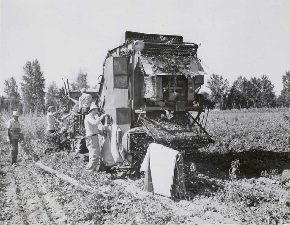 Harvesting hops by portable machine, circa 1930s. From the Extension Bulletin Illustrations Photograph Collection. Courtesy of Oregon Hops and Brewing Archives.