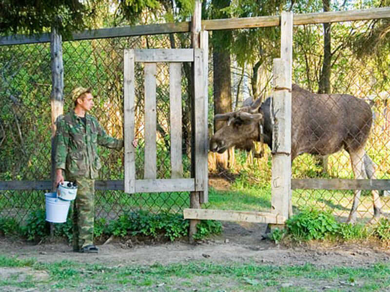 A cow cautiously returns to the farm. 