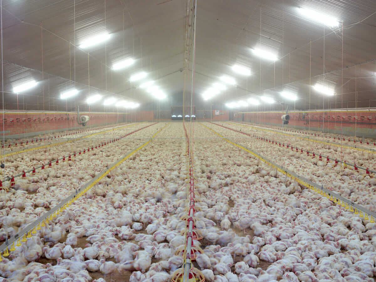 A Dutch broiler farm that 160,000 chickens call home.