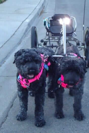 A pair of Bouvier des Flandres wait to take their master for a spin. / Photo by Darlette Ratschan. 