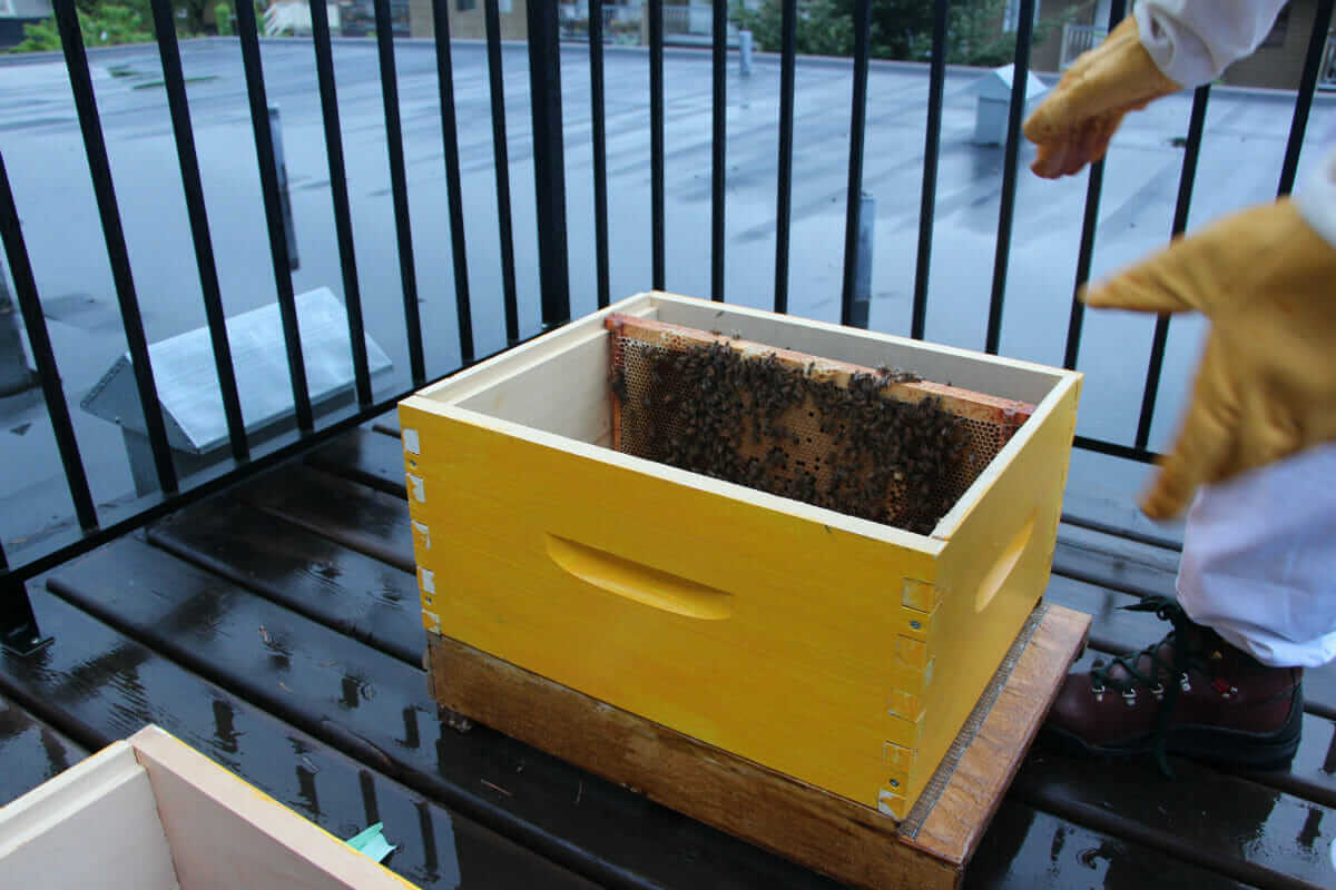 The bees on at their former home, a 200 square foot patio.