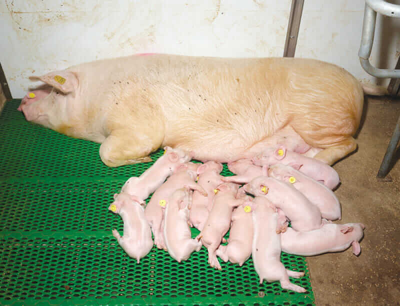 A sow sleeps with her piglets. Because stress can trigger disease, the babies are kept with their mother longer than usual.