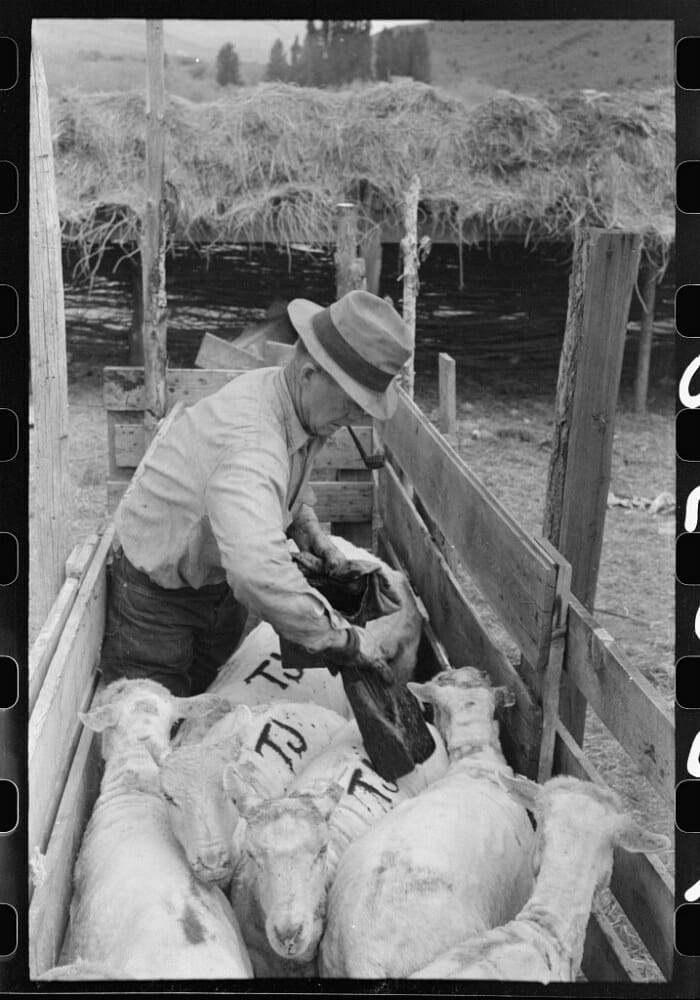 Sheep Shears, Old Stock Photo