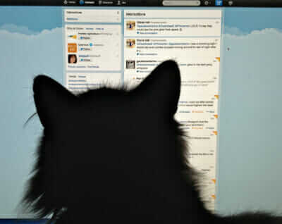 The Cat Shepherd checks Twitter