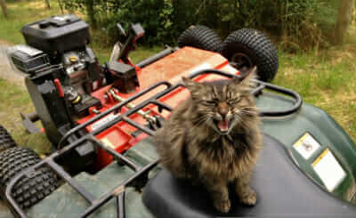 Cat Shepherd says: 'Ride or die!'