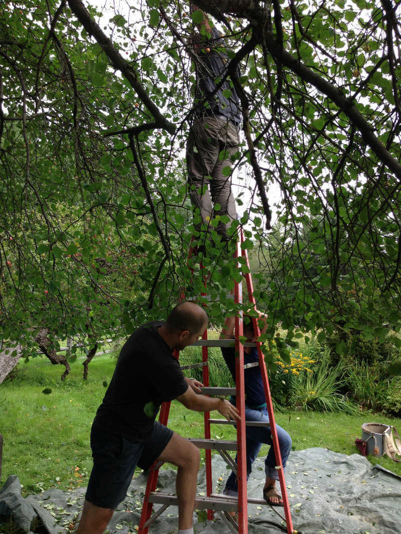 Gathering apples for cider.