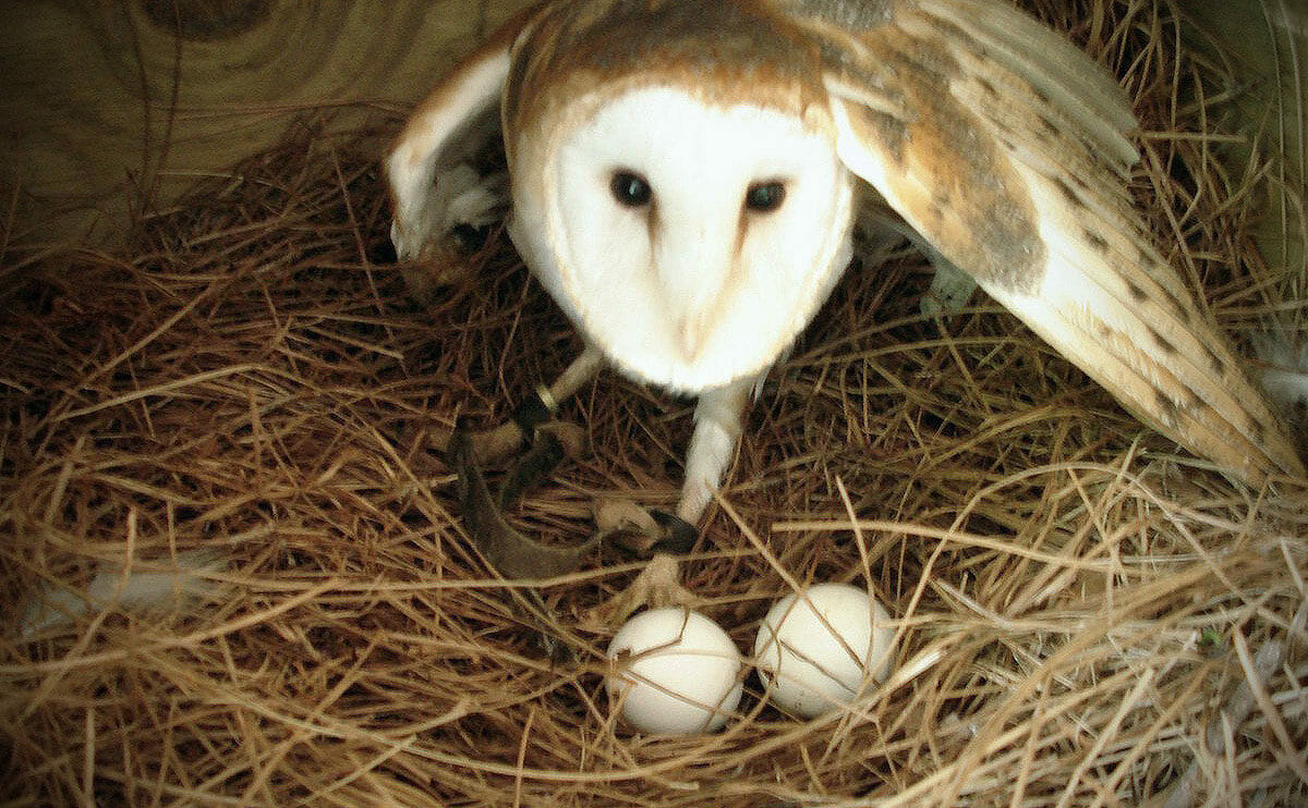 Image result for barn owls nesting