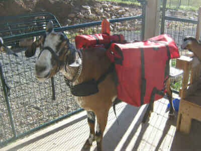 Cuzco the packgoat.