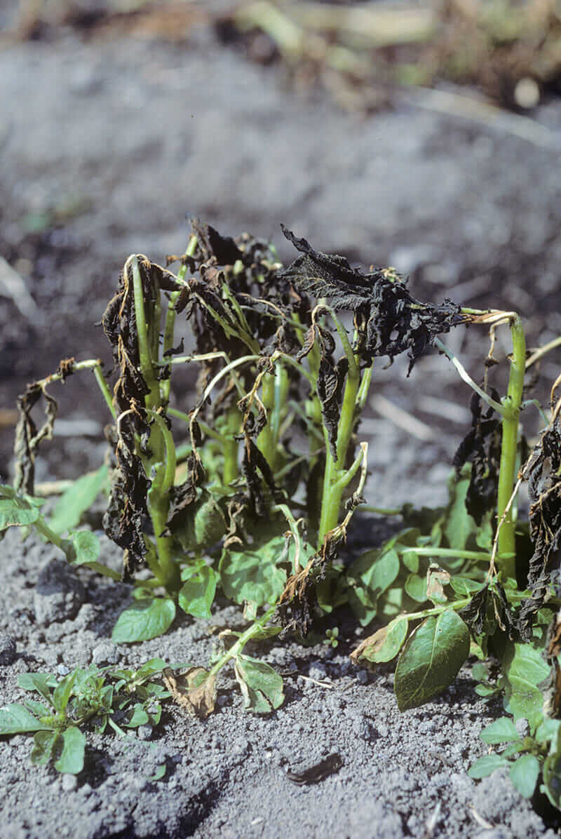 A plant destroyed by frost. Courtesy Steven Lindow, the University of California, Berkeley.