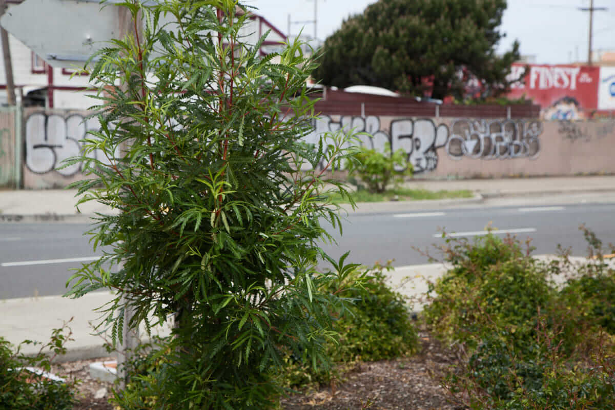 A Catalina Ironwood planted on Mandela Parkway; Joey collected the seeds from the Channel Islands. 