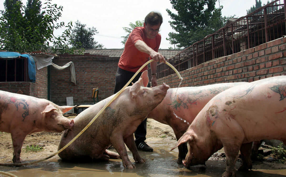 Wim Delvoye washes his tattooed pigs at a farm in rural Beijing on July 14, 2005. Shown are tattoos of mermaids and roses, cherubs, Lenin's head and the pattern of French brand Louis Vuitton.