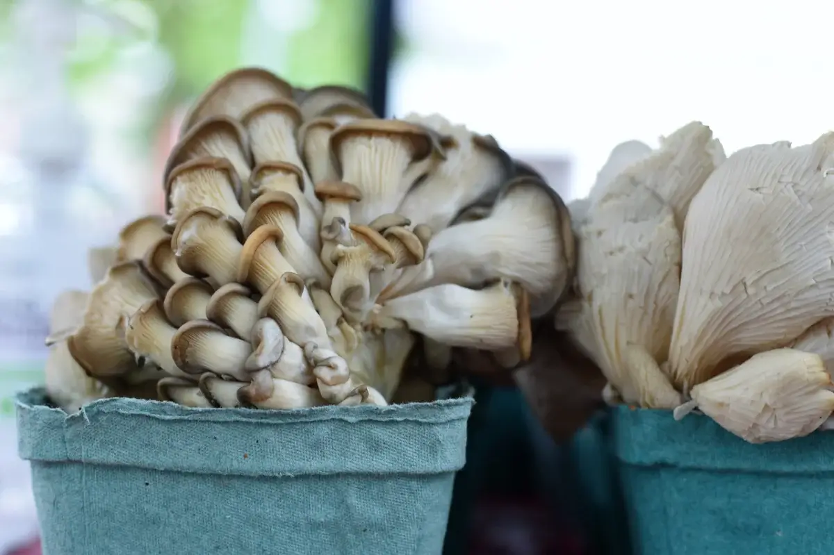 mushrooms in baskets