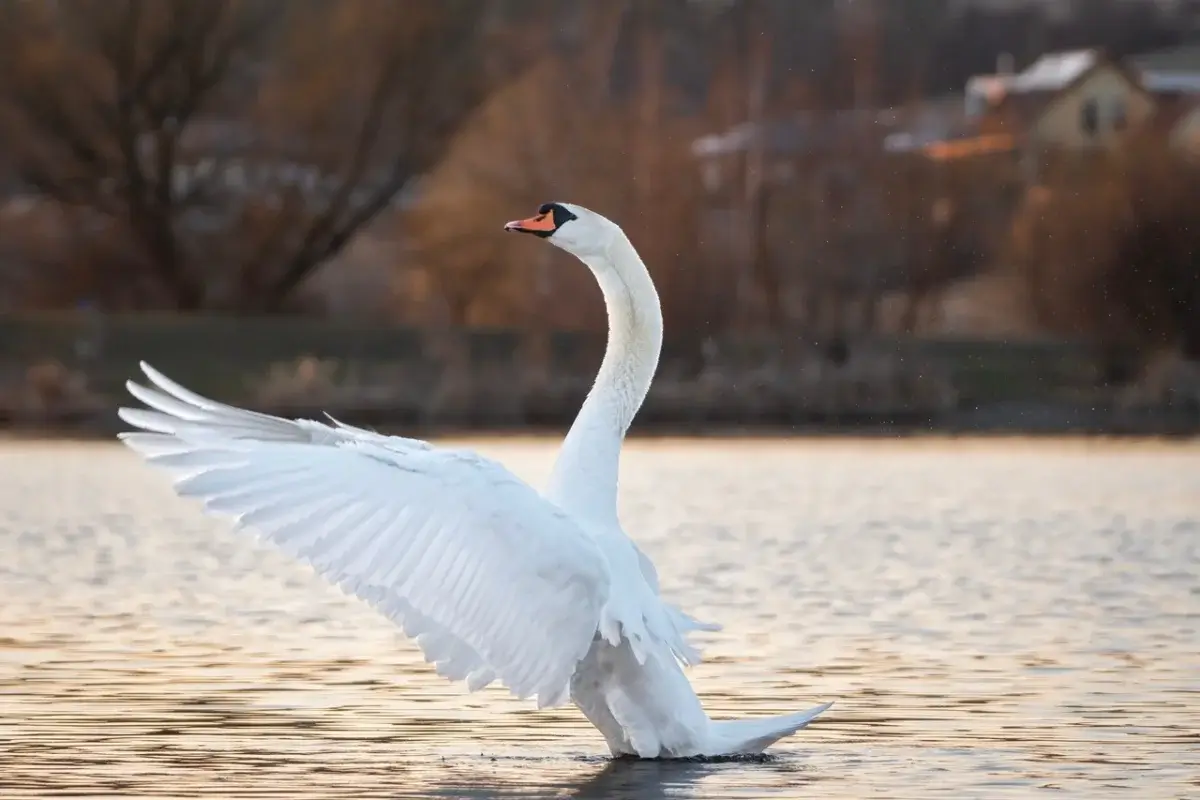 Swan on a lake