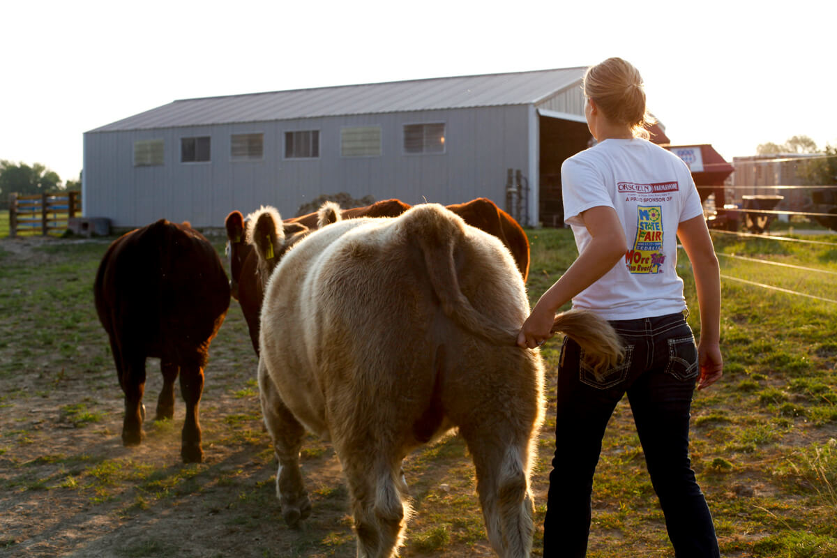 The Young Women Of 4 H And Their Show Cattle Modern Farmer