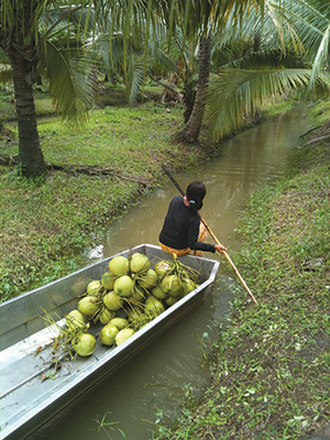 A farmer going to another tree via canal. Boats carry the nuts.
