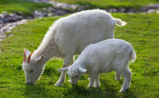 Amazon Japan Doubles Its Goat Force - Modern Farmer