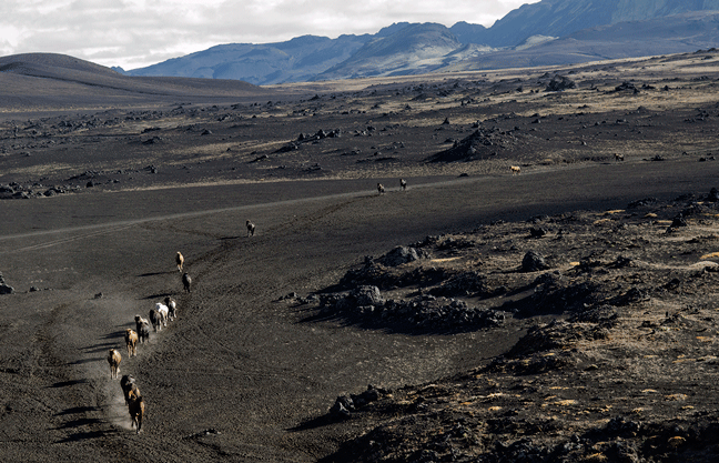 Horses are herded through the lava fields near Landmannalaugar in southern Iceland.