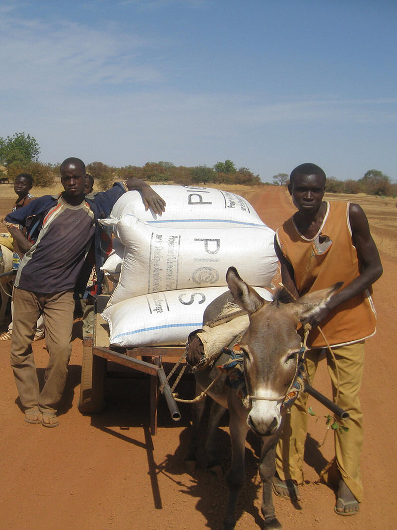 Burkinabe farmers transport a load of PICS bags to market.