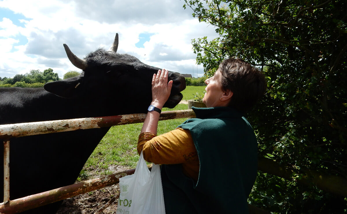 Ahimsa Director Nicola Pazdzierska communes with Seymour, one of the Foundation's young bulls.