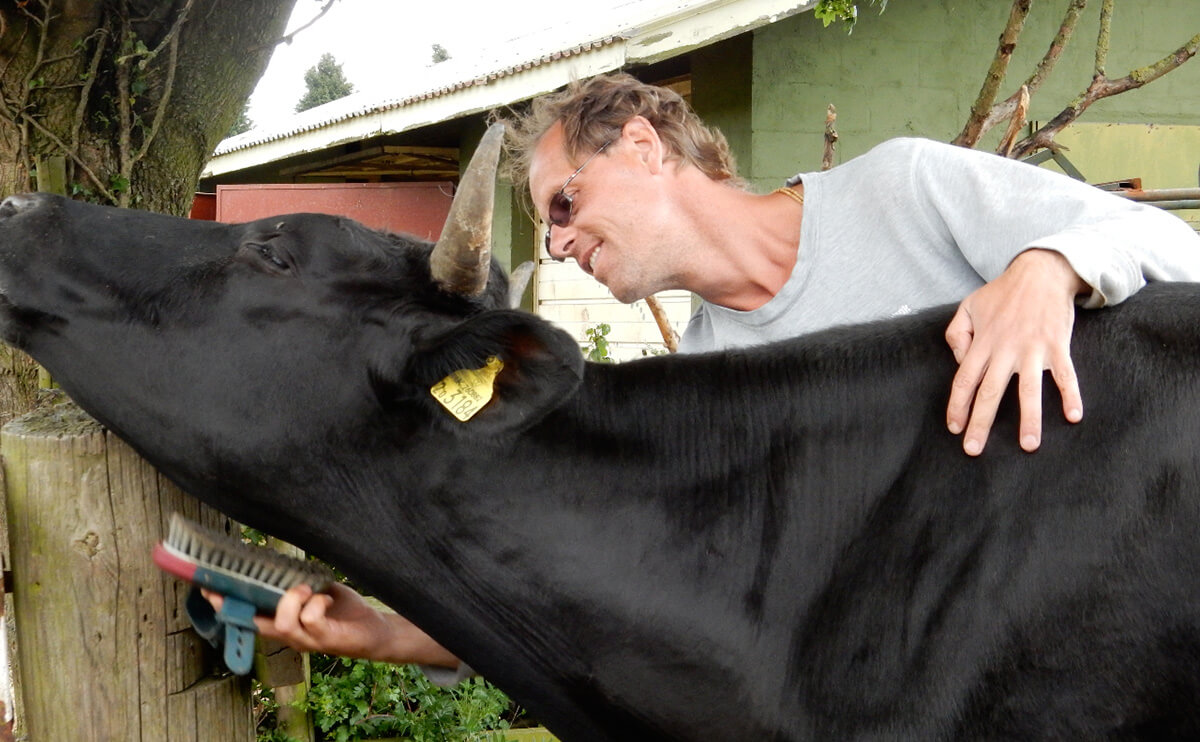 Chief cow herd John Kilvinger, brushes Seymour.