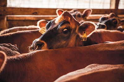 Before tractors, horses were the most dangerous pieces of farm equipment. now, livestock accidents usually involve bulls goring their owners, or pigs, cows or other animals trampling farmers.