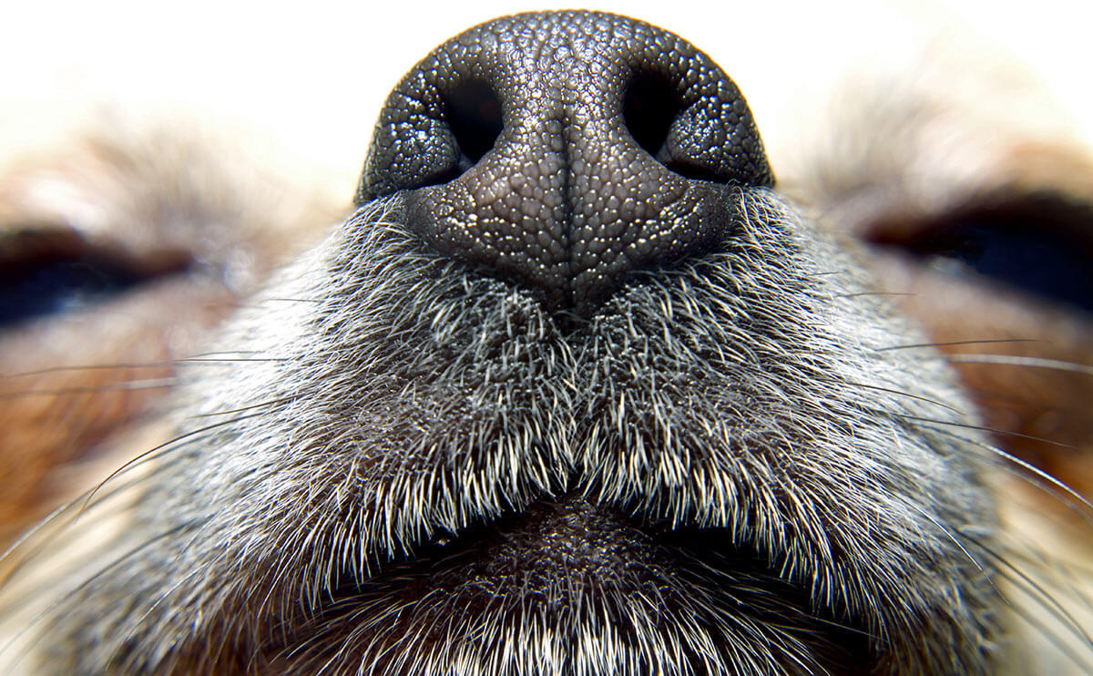 why do dogs wiggle their noses